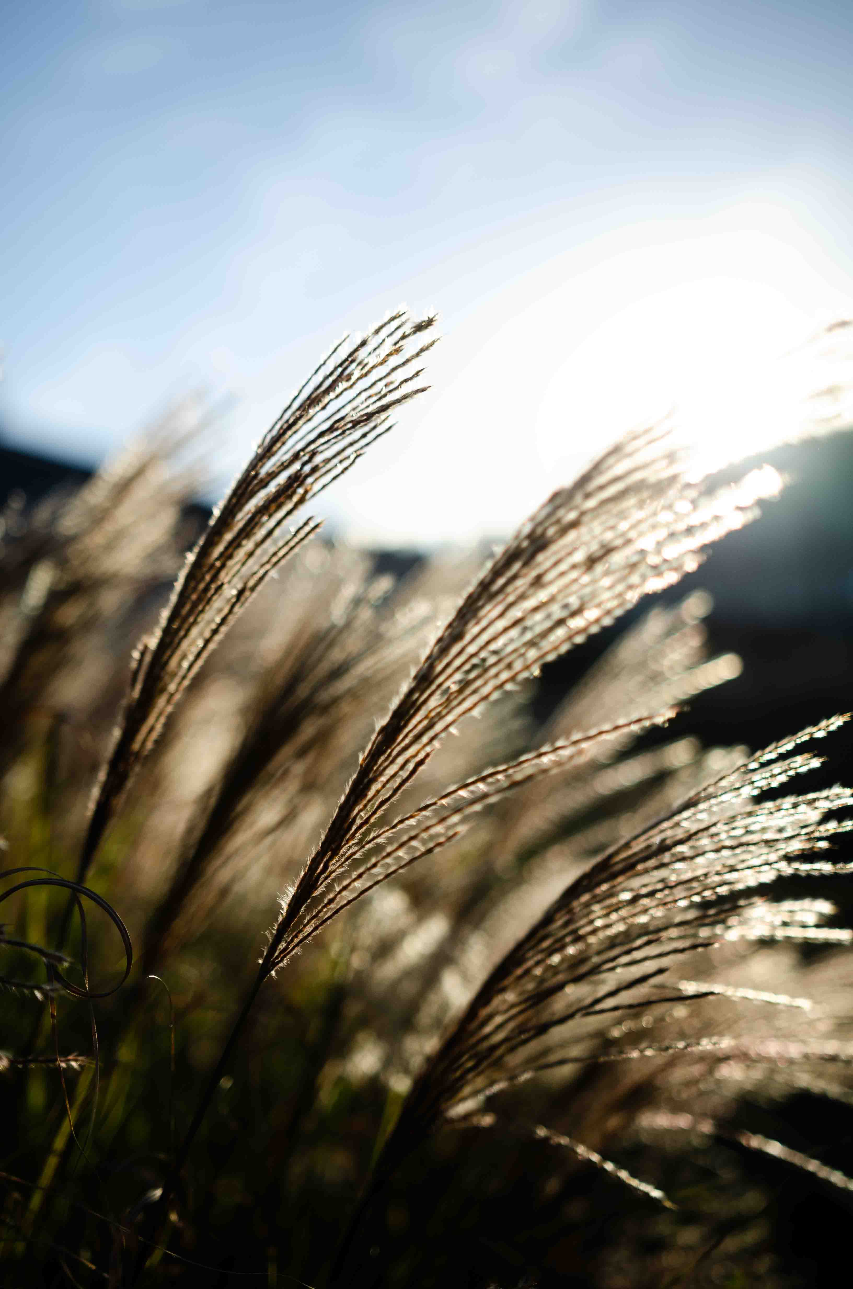 Nature and Landscapes